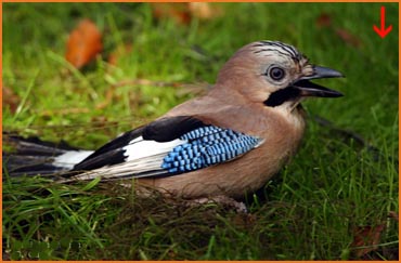 Sac à oiseaux ou filets Bonardi. Pour opérations de baguage ou capture