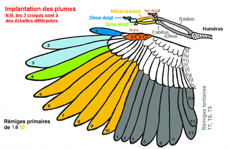 ornithologie, baguage, les plumes